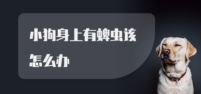 小狗身上有蜱虫该怎么办