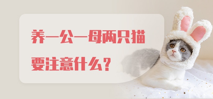 养一公一母两只猫要注意什么？