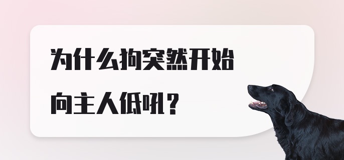 为什么狗突然开始向主人低吼？