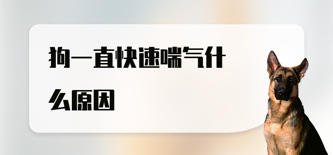 狗一直快速喘气什么原因