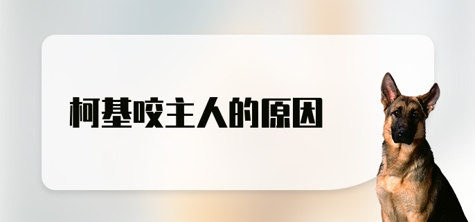 柯基咬主人的原因