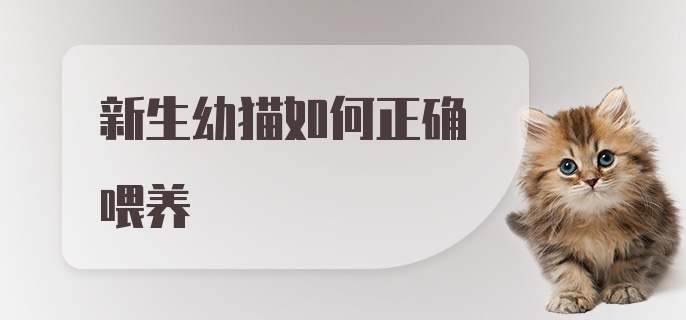 新生幼猫如何正确喂养