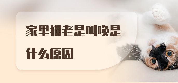 家里猫老是叫唤是什么原因