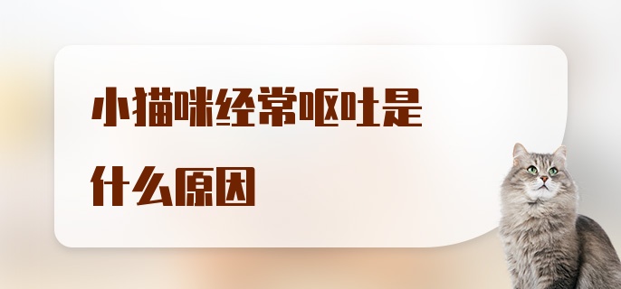 小猫咪经常呕吐是什么原因