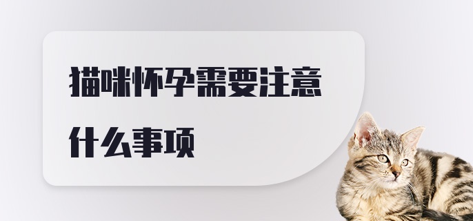 猫咪怀孕需要注意什么事项