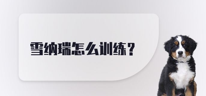 雪纳瑞怎么训练？