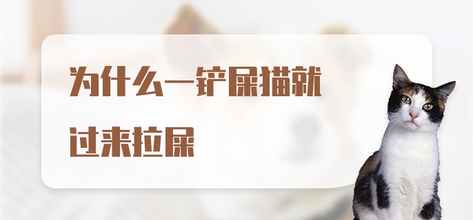 为什么一铲屎猫就过来拉屎