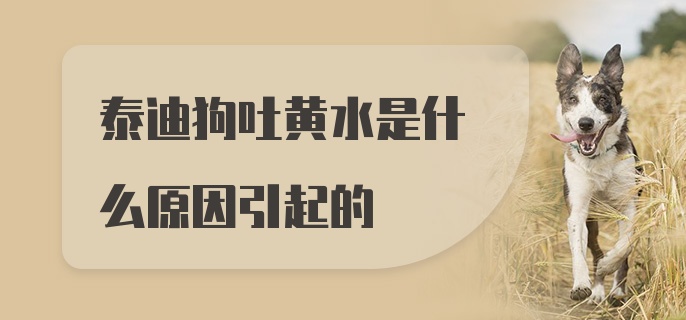 泰迪狗吐黄水是什么原因引起的