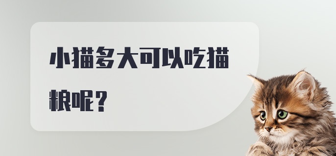 小猫多大可以吃猫粮呢？