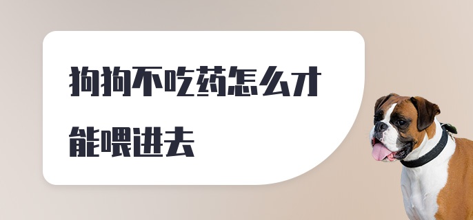 狗狗不吃药怎么才能喂进去