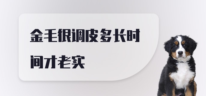 金毛很调皮多长时间才老实