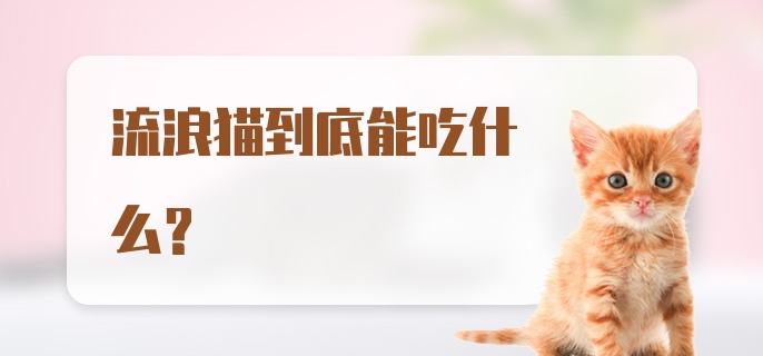 流浪猫到底能吃什么？