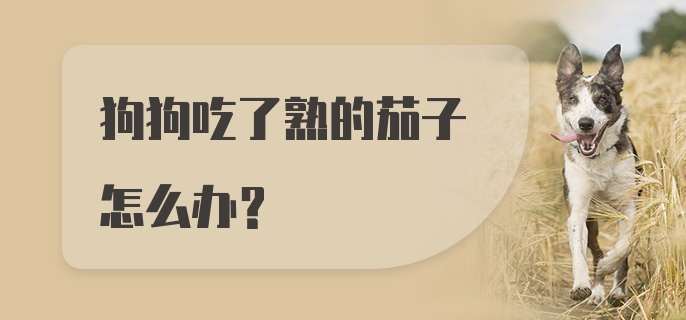 狗狗吃了熟的茄子怎么办？