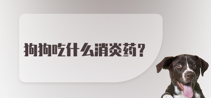 狗狗吃什么消炎药？