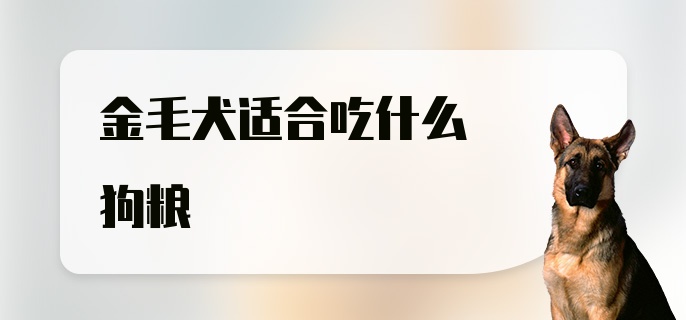 金毛犬适合吃什么狗粮