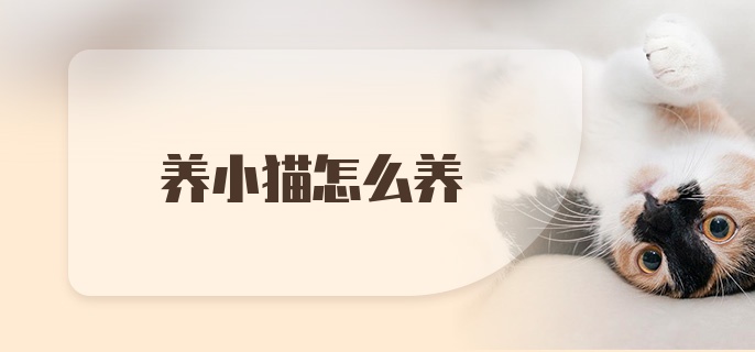 养小猫怎么养