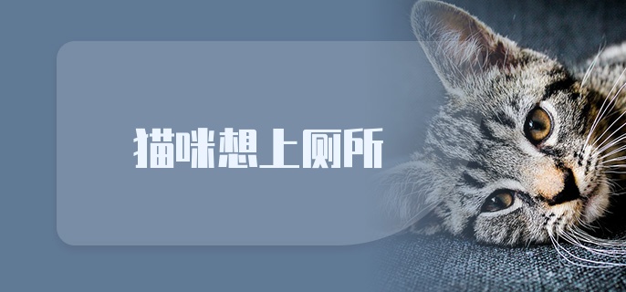 猫咪想上厕所