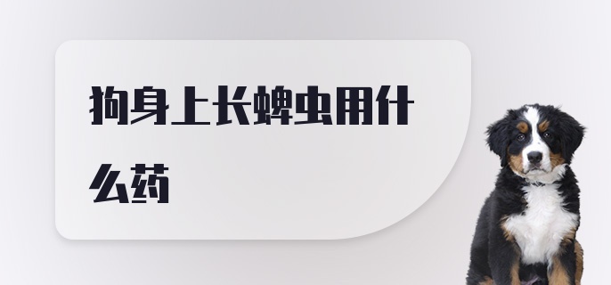 狗身上长蜱虫用什么药