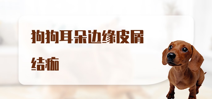 狗狗耳朵边缘皮屑结痂