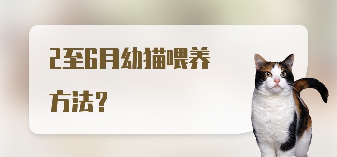 2至6月幼猫喂养方法？