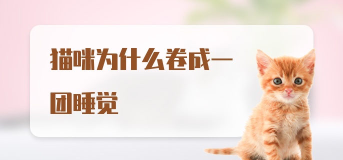 猫咪为什么卷成一团睡觉