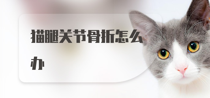 猫腿关节骨折怎么办