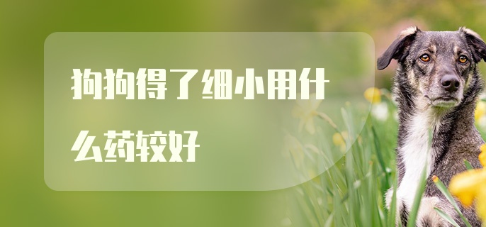 狗狗得了细小用什么药较好