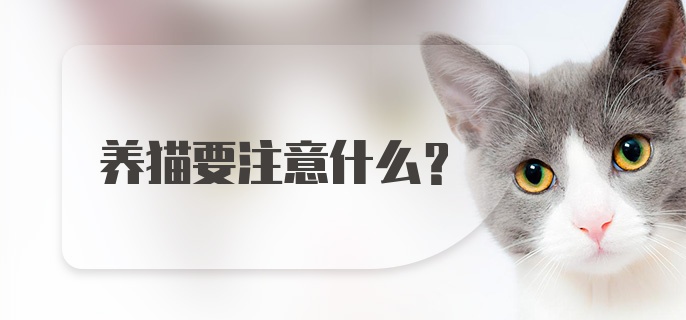 养猫要注意什么？