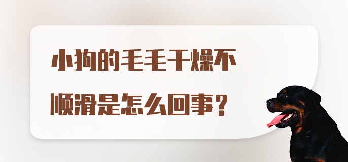 小狗的毛毛干燥不顺滑是怎么回事？