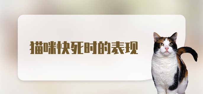 猫咪快死时的表现