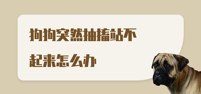 狗狗突然抽搐站不起来怎么办