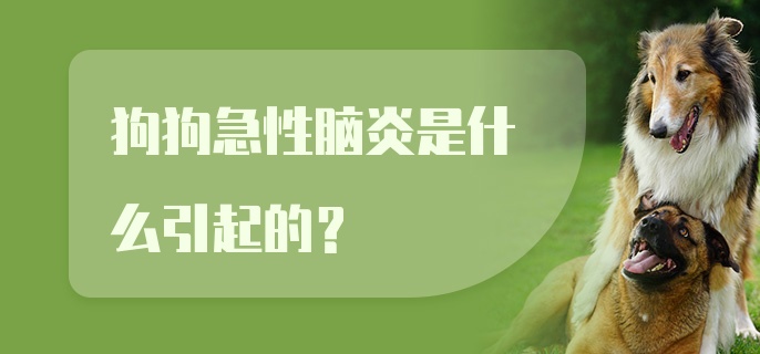 狗狗急性脑炎是什么引起的？