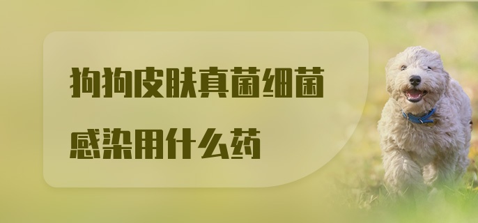 狗狗皮肤真菌细菌感染用什么药