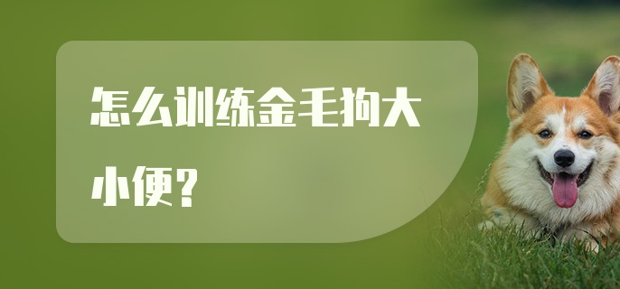 怎么训练金毛狗大小便？