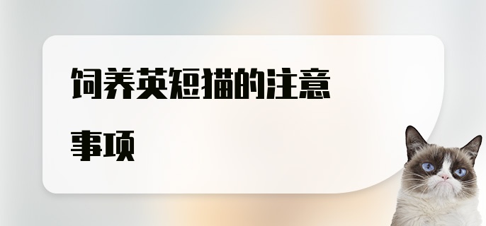 饲养英短猫的注意事项