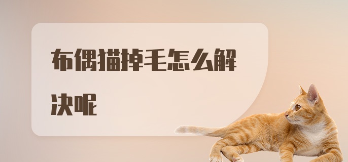 布偶猫掉毛怎么解决呢