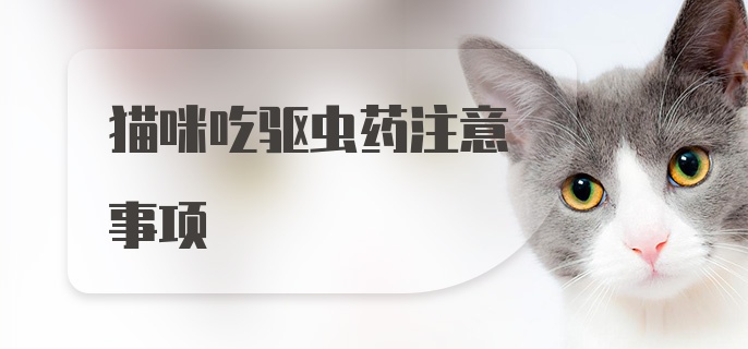 猫咪吃驱虫药注意事项