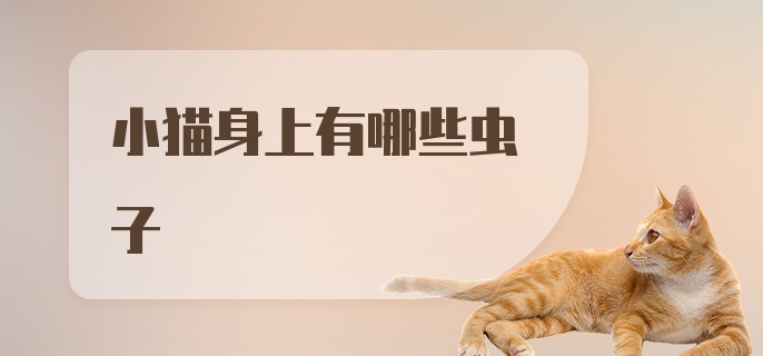 小猫身上有哪些虫子