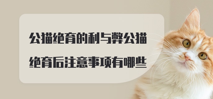 公猫绝育的利与弊公猫绝育后注意事项有哪些