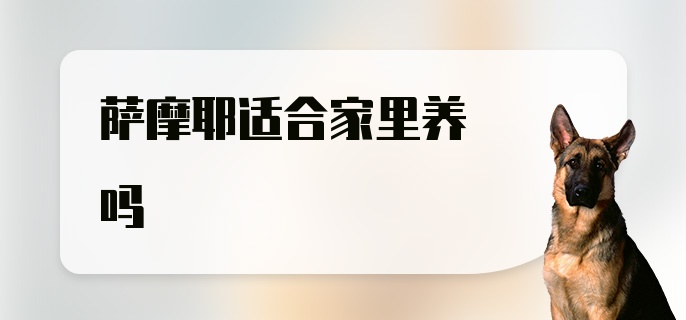 萨摩耶适合家里养吗