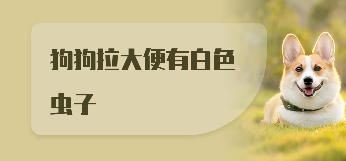 狗狗拉大便有白色虫子