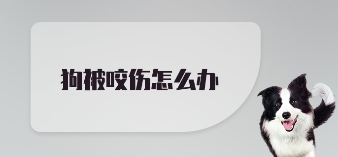 狗被咬伤怎么办