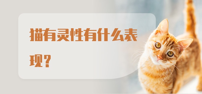 猫有灵性有什么表现?