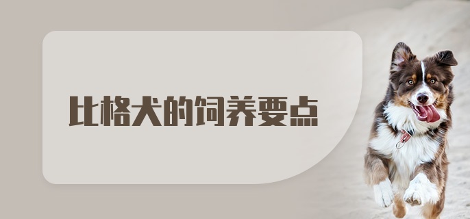 比格犬的饲养要点