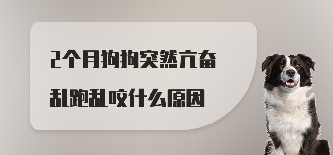 2个月狗狗突然亢奋乱跑乱咬什么原因