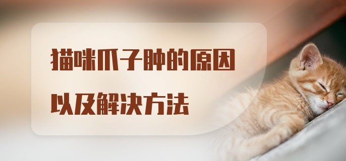 猫咪爪子肿的原因以及解决方法