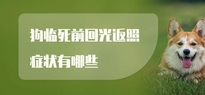 狗临死前回光返照症状有哪些