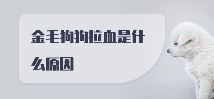 金毛狗狗拉血是什么原因