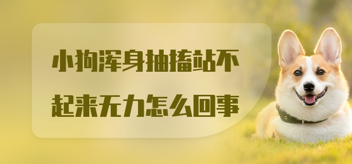 小狗浑身抽搐站不起来无力怎么回事