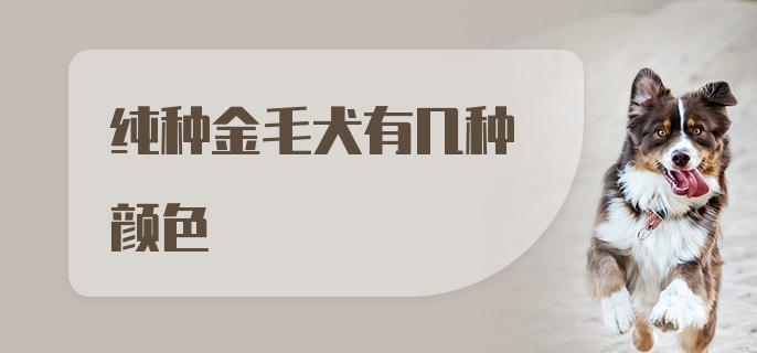 纯种金毛犬有几种颜色